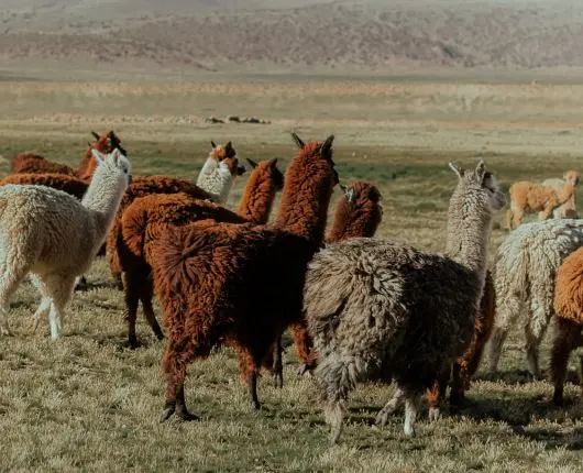 Alpacas Sajama